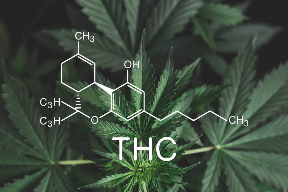 dulces con drogas, Halloween, THC MundoNOW 