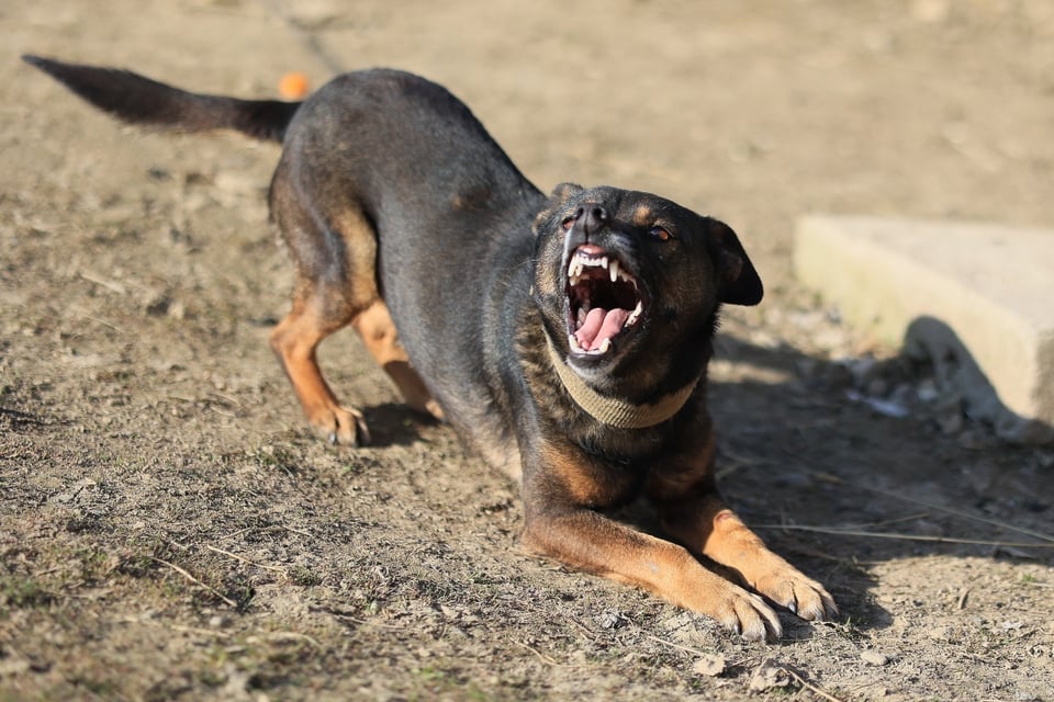 Niño muere tras ataque de rottweilers mientras dueño de guardería dormía la siesta en Georgia