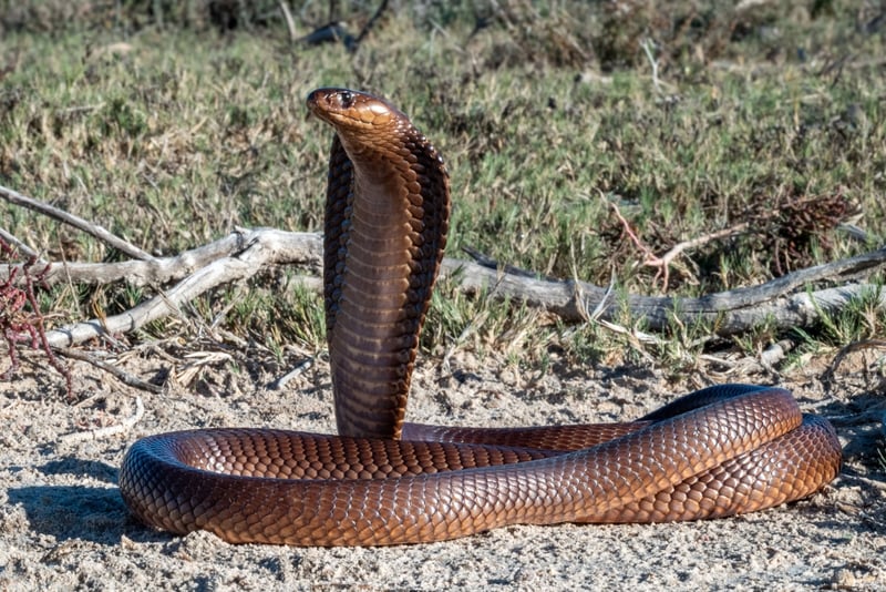 domador de cobras, Muere, India MundoNOW, Cobra Handler Dies After Bite in the Middle of a Street in India