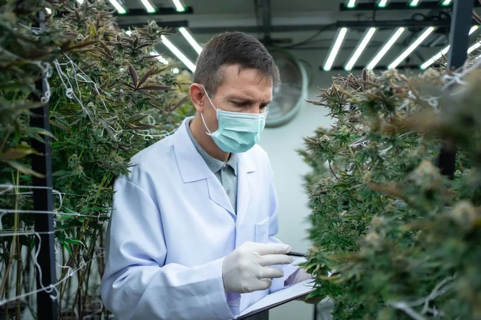 Trump analiza regular la marihuana y liberar miles de millones para la economía