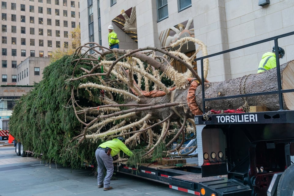 Árbol de Navidad del Rockefeller Center llega a Nueva York
