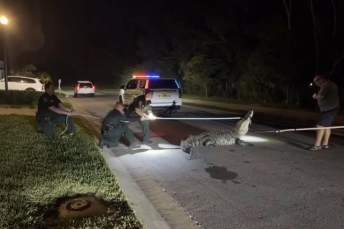 Caimán gigante de 600 libras paraliza carretera en Florida