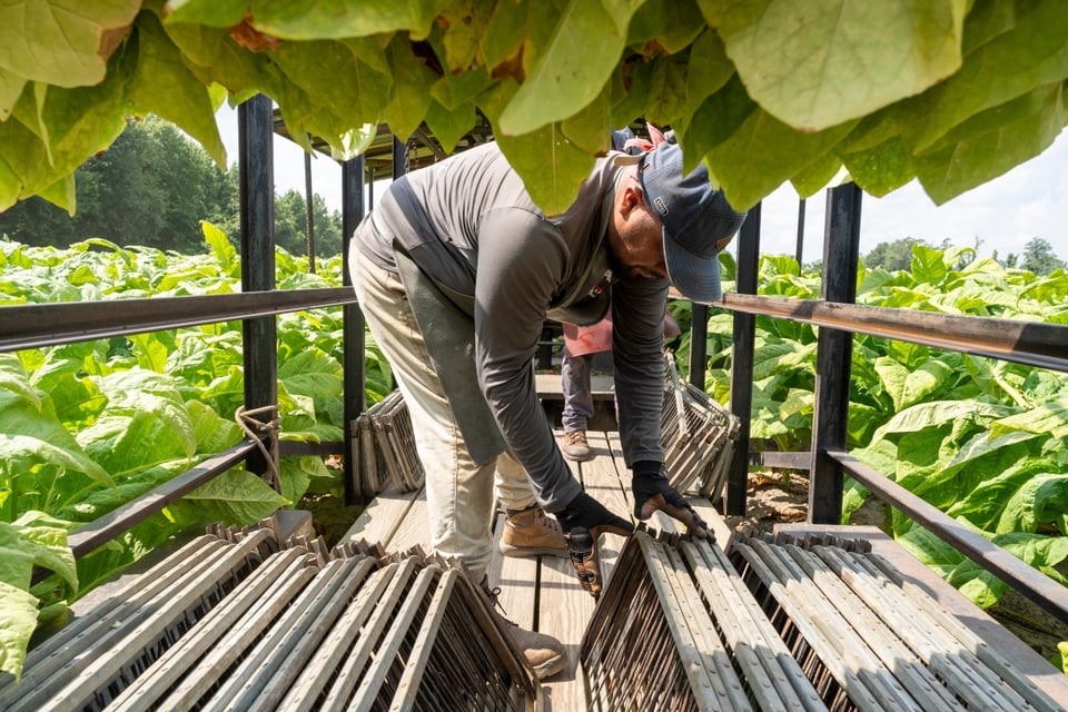 Fiscales de 17 estados frenan norma que recorta salarios agrícolas H-2A