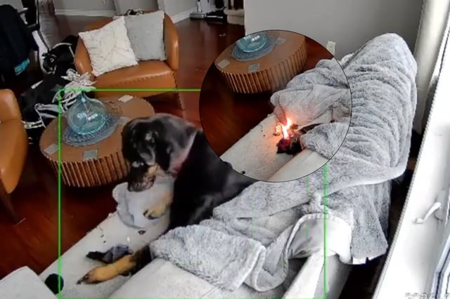 Un perro provoca incendio al morder un guante eléctrico