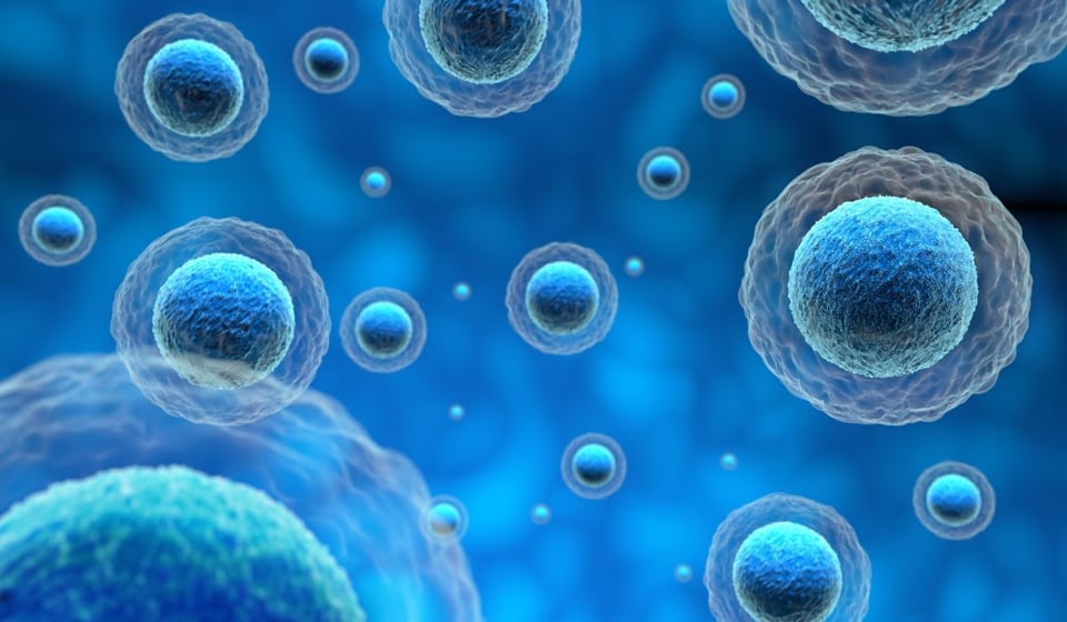 celulas, zombies, humanos, envejecimiento, Zombie Cells: What They Are, Why They Age Your Body