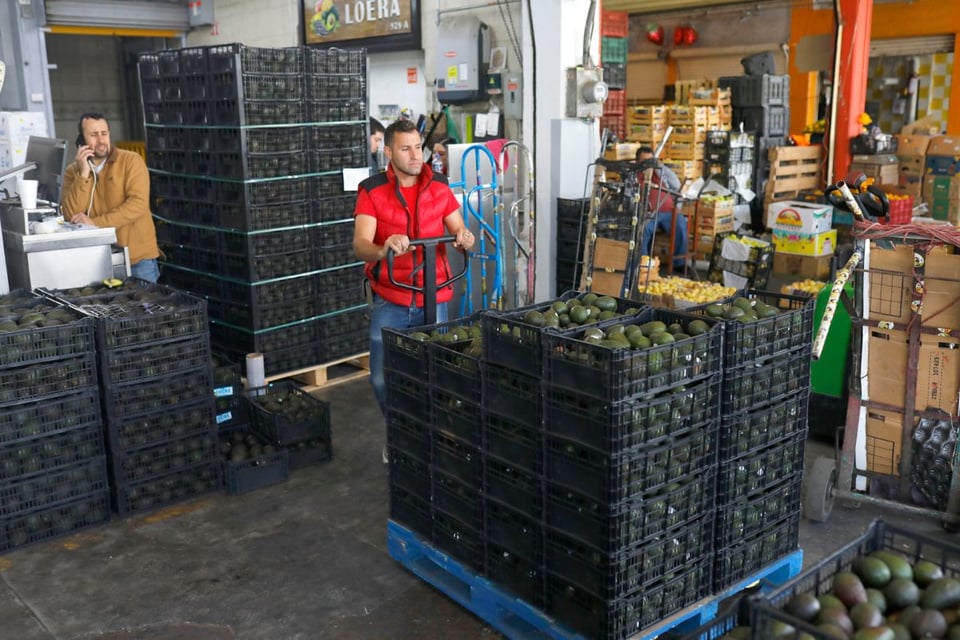 exportaciones de aguacate