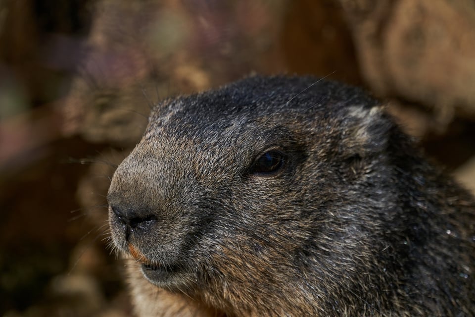Phil, Invierno se prolonga, Tradición histórica MundoNOW