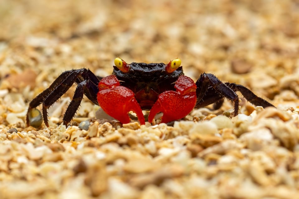 Food Influencer Dies After Consuming Devil Crab