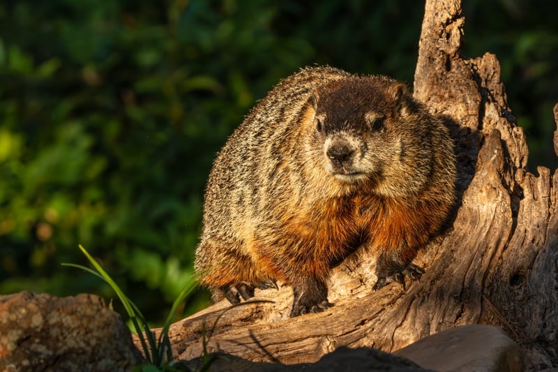 Bad News: Groundhog Phil Makes New Winter Prediction in the U.S. After Seeing His Shadow