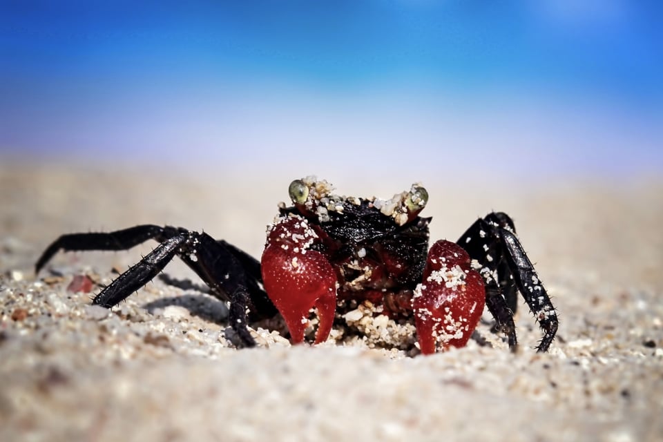 Muere influencer, cangrejo del Diablo, alerta sanitaria MundoNOW, Devil Crab Poisoning Causes Influencer Death