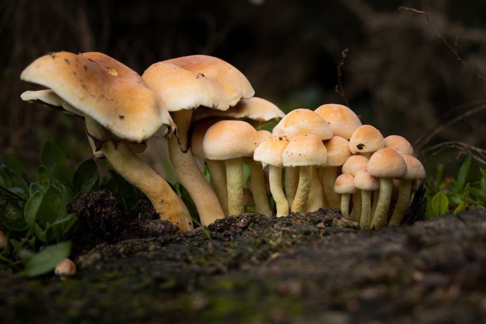 Autoridades alertan por hongos de la muerte tras varias muertes