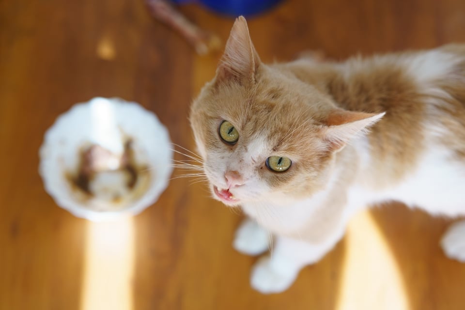 Retiran alimento para gato, FDA, vitamina B1 MundoNOW