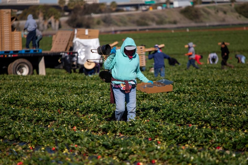 EE.UU. amplía visas agrícolas mientras recorta salarios