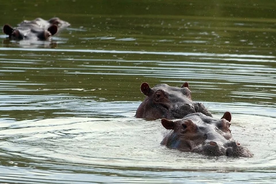 Hipopótamos, Colombia, eutanasia MundoNOW