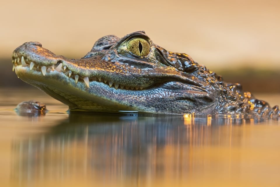 Caimán, Florida, ataque MundoNOW