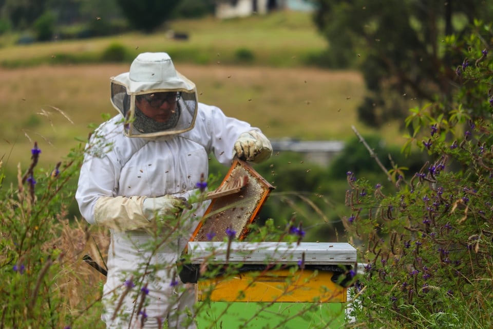Camión, abejas, Tennessee MundoNOW