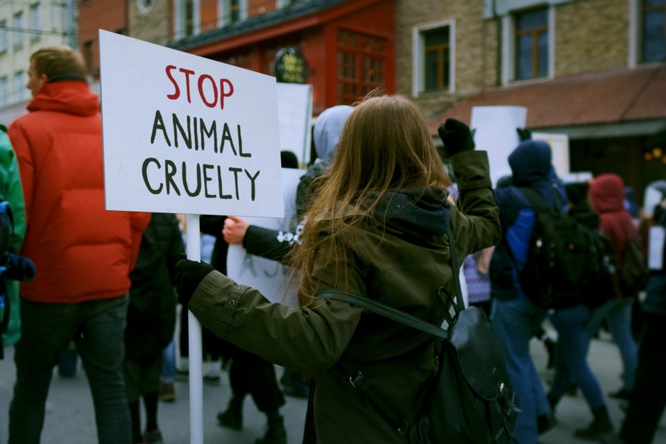 Casi 1.000 activistas intentan irrumpir en criadero de beagles en Wisconsin y desatan caos