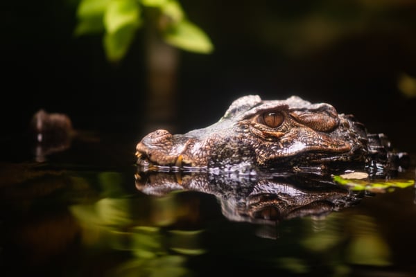 Caimán desata alerta en Florida tras ataque mortal a ganado