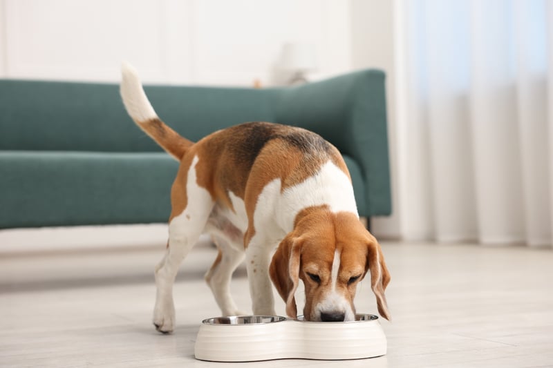 Retiran alimento para perros en EE.UU. tras alerta por riesgo de raquitismo