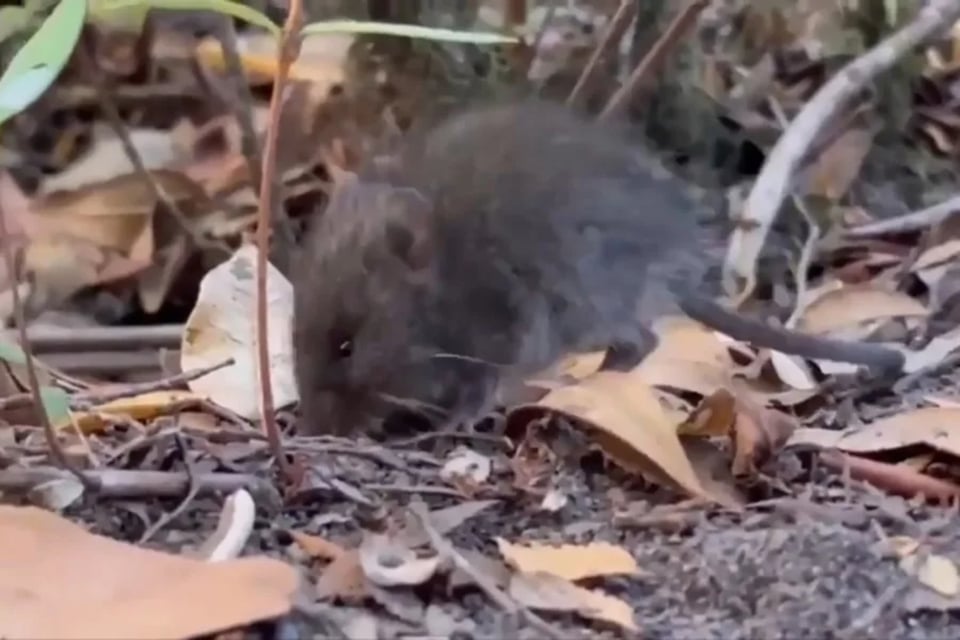 Colilargo, el roedor sudamericano que transmite la peligrosa cepa Andes del hantavirus