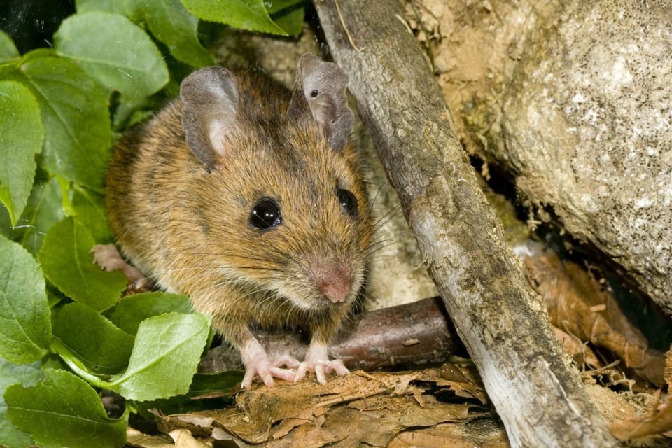ratones, sintomas , virus, ratas, mortal, gripe, contagio