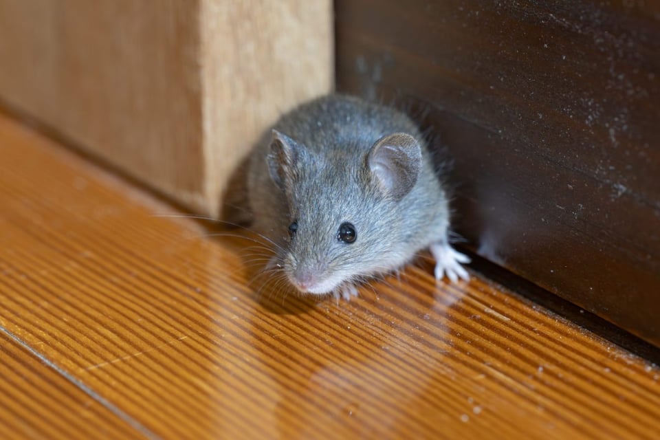 Alerta por Hantavirus en crucero: lo que debes saber del virus mortal y cómo protegerte