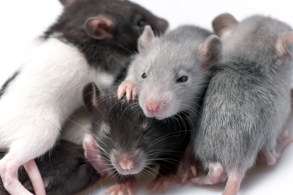 hantavirus, sistema, defensas, virus, enfermedad, rofuerza, Strengthen immune system against hantavirus