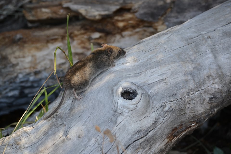 Colilargo, MV Hondius, Hantavirus MundoNOW, Andes Hantavirus Rodent Transmits the Dangerous Hantavirus Strain