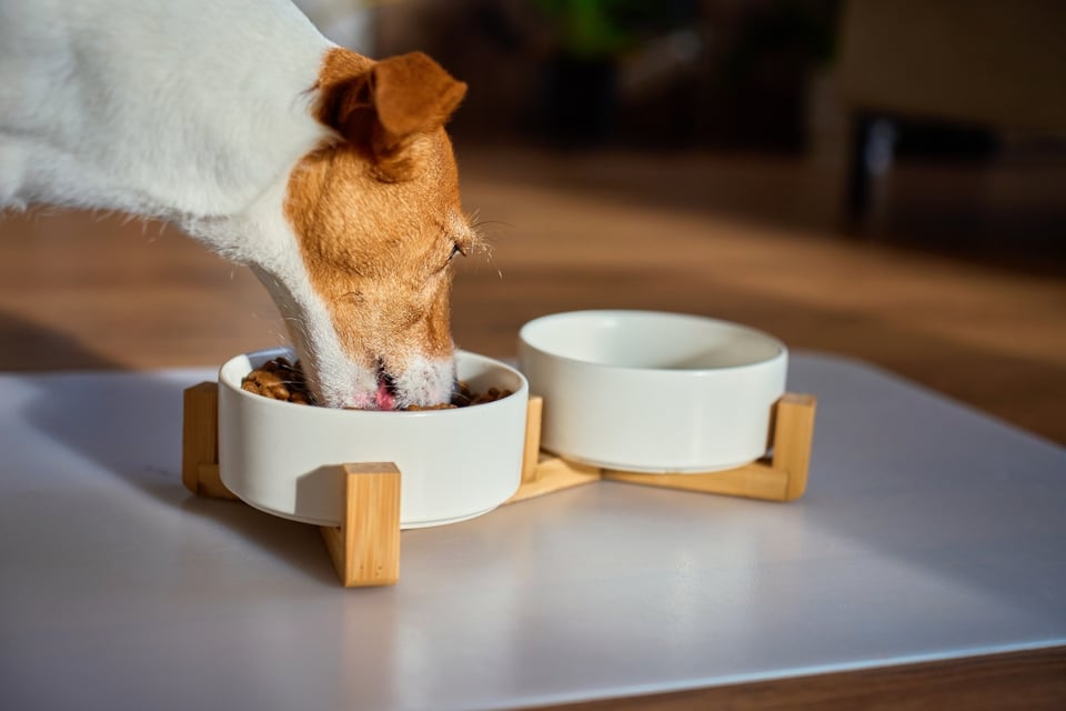 FDA emite alerta urgente por comida para perro contaminada con bacteria peligrosa featured image
