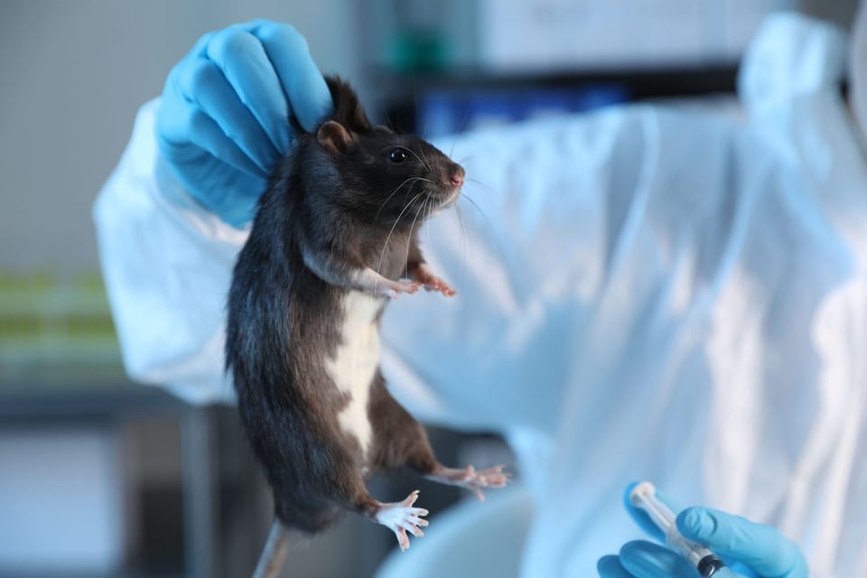 ¡Alerta mundial! Científicos aceleran vacuna contra el hantavirus tras brote mortal en crucero