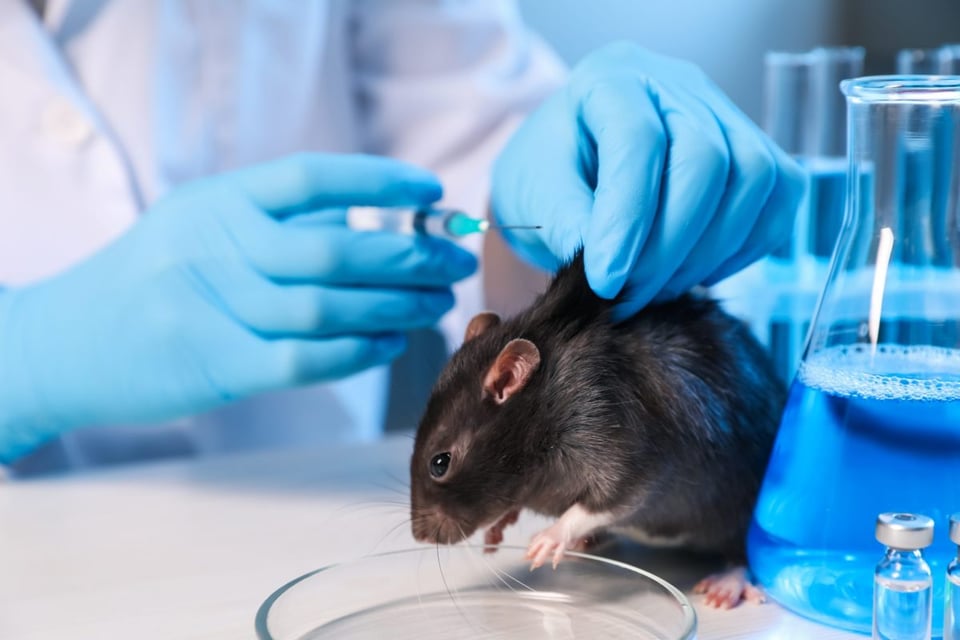 ratones, ratas, enfermedad, hantavirus, vacuna 