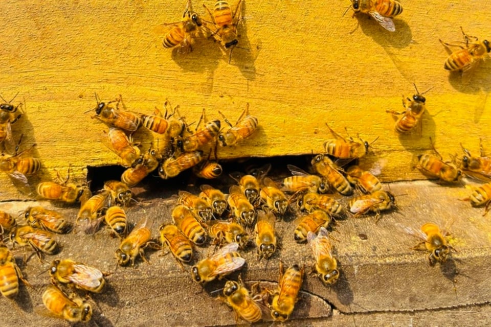 Caos en Texas: millones de abejas invaden carretera tras volcadura de tráiler