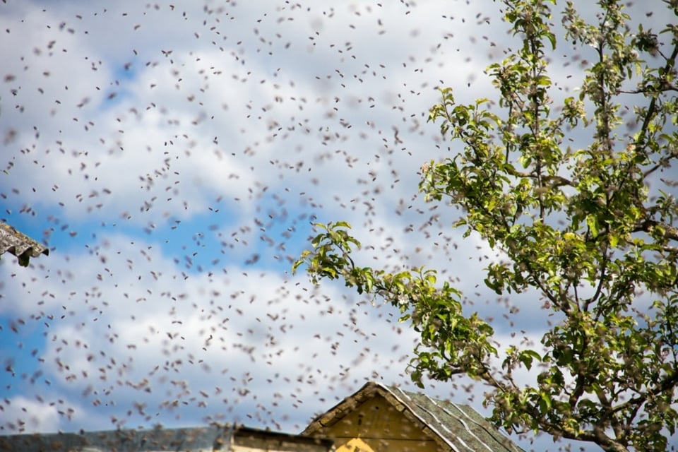 Abejas invaden carretera en Texas