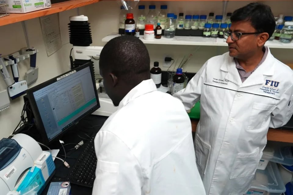 Ante el exceso del sargazo en playas, una universidad de Florida apuesta por transformarlo en alimentos