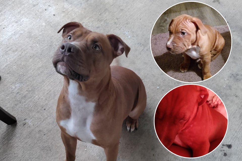 GoFundMe por perro abatido por policía supera los $5,000