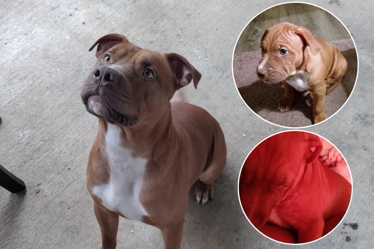 GoFundMe por perro abatido por policía supera los $5,000