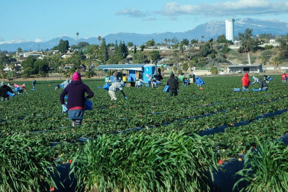 trabajadores agrícolas en Estados Unidos