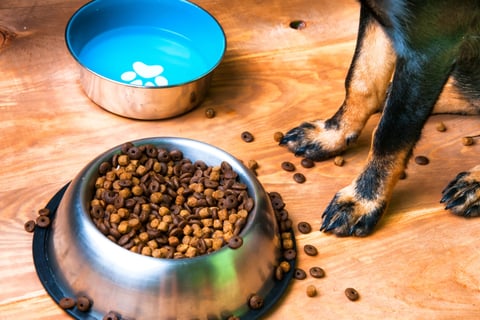 Retiran 3,900 libras de comida para perros por Salmonella en Carolina del Norte: compras en línea también están bajo alerta