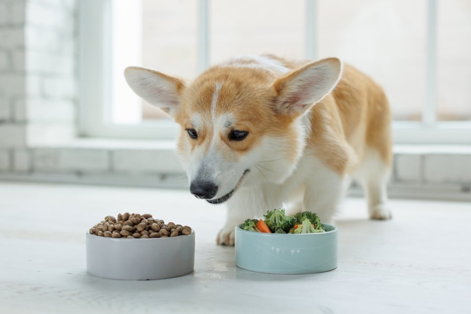 Retiran comida para perros por Salmonella