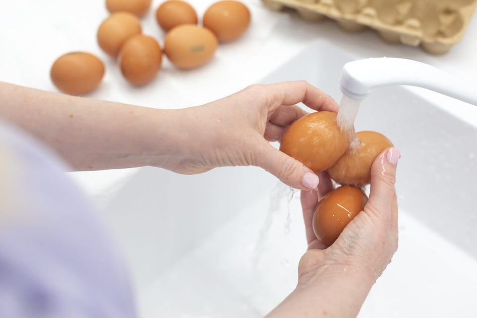 eggs, meat, bones, salmonella