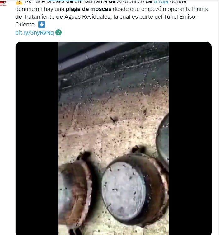 Reportan plaga moscas México: ¿Empeoró la situación?