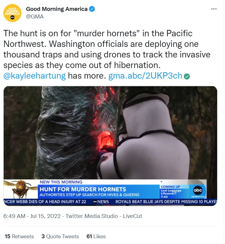 US murder hornets warning: Are they setting traps?