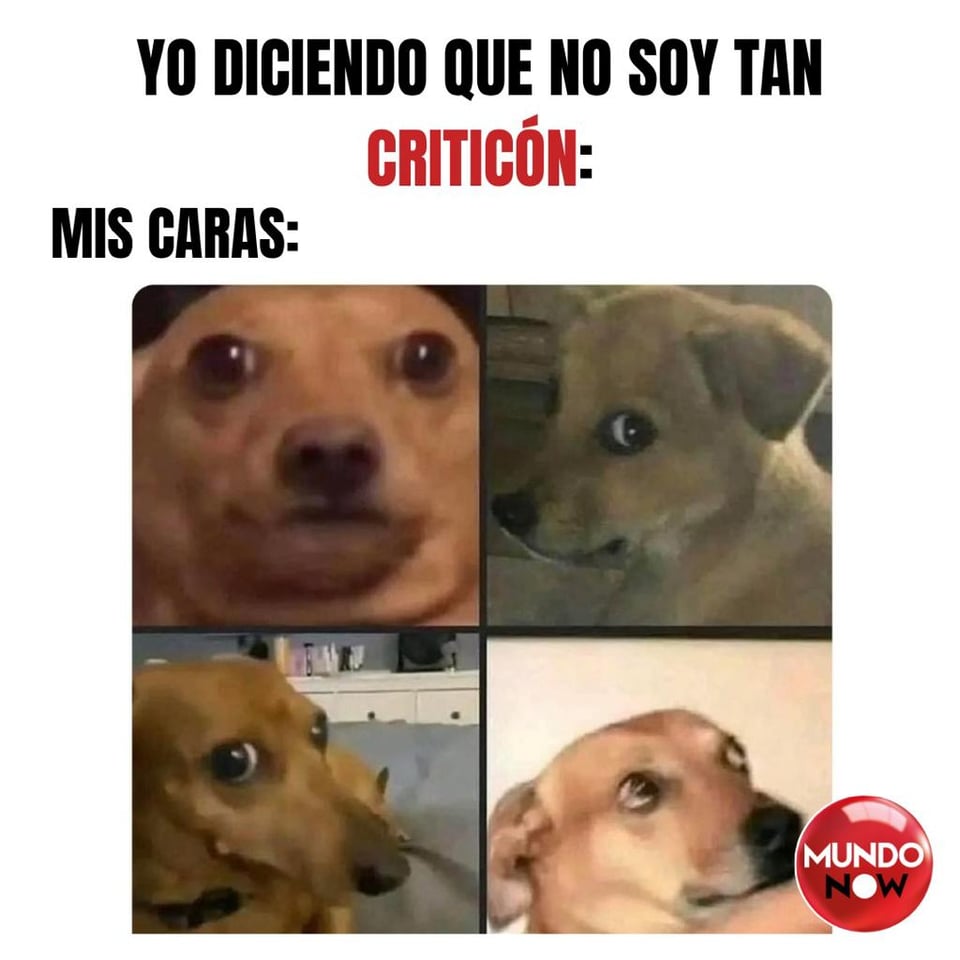 criticón, caras, perrito, viral, memes