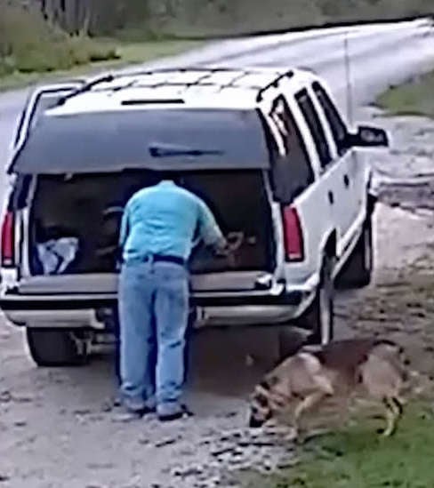 Crónica hispano cruel mascota