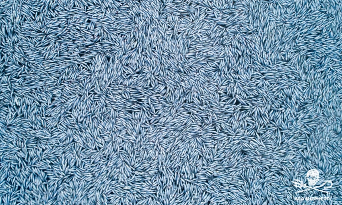¿Apocalipsis? Aparece enorme alfombra de peces muertos en el mar