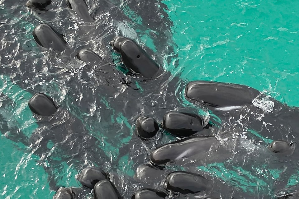 Cerca de 100 ballenas piloto quedan varadas en playa de Australia y Mhoni Vidente lanza advertencia