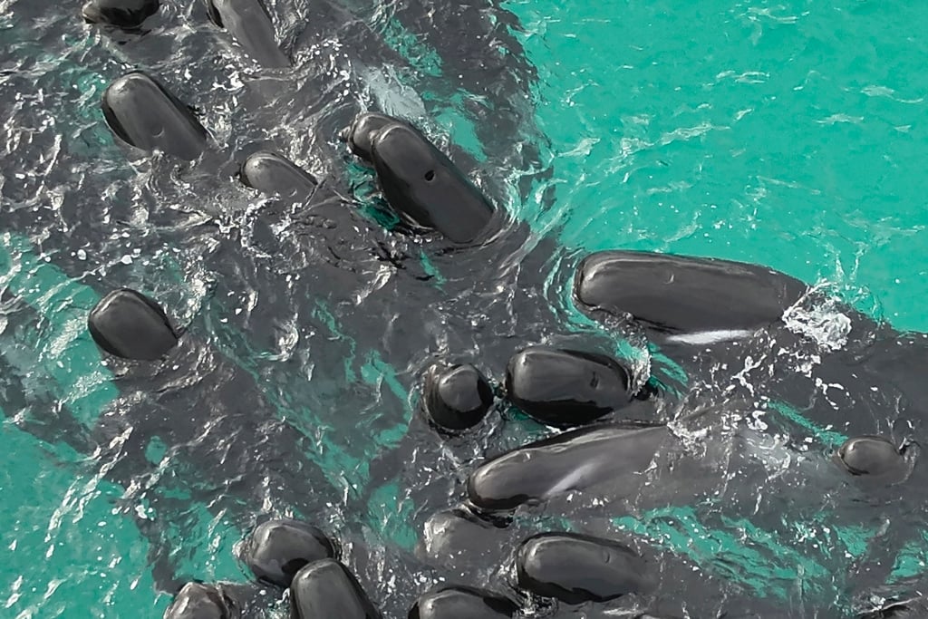 Cerca de 100 ballenas piloto quedan varadas en playa de Australia y Mhoni Vidente lanza advertencia