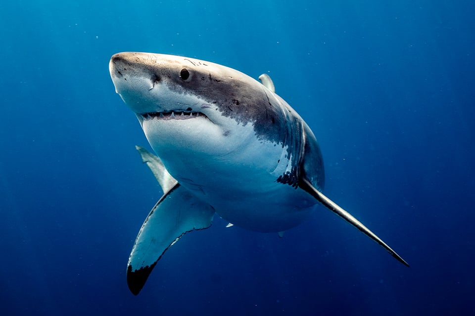 Fueron un total de cuatro ataques de tiburón en la Isla del Padre en Texas
