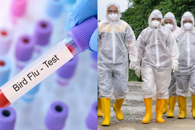 CDC warns that the risk of avian flu to humans could be increasing