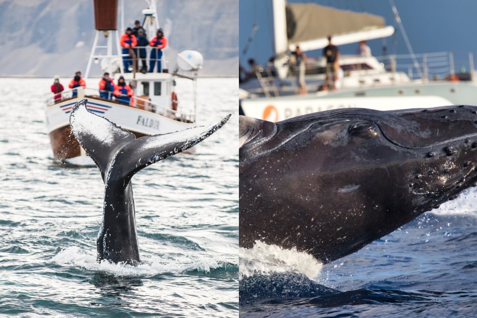 Ballena volcó barco en Australia; confirman saldo mortal featured image